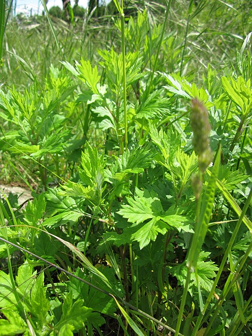 Common wormwood: Beifuß ( Artemisia vulgaris ) an der Saar in Saarbrücken