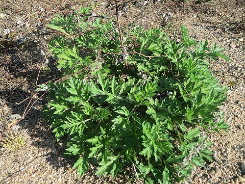 Common wormwood: Die ersten Blätter vom Beifuß ( Artemisia vulgaris ) auf einer Brachfläche am Messplatz in Hockenheim
