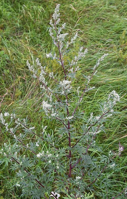 Common wormwood (Artemisia vulgaris)