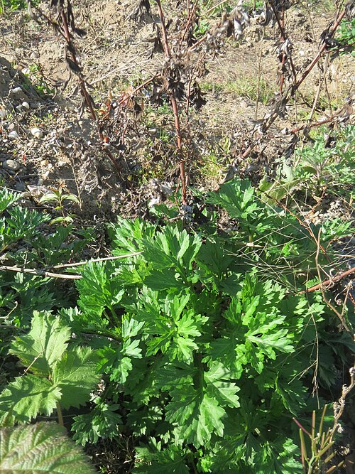 Common wormwood: Die ersten Grundblätter vom Beifuß ( Artemisia vulgaris ) auf einer Brachfläche am Messplatz in Hockenheim