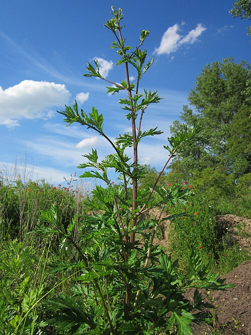 Common wormwood: Beifuß ( Artemisia vulgaris ) bei Reilingen