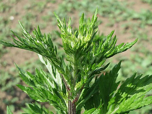 Common wormwood: Beifuß ( Artemisia vulgaris ) bei Reilingen