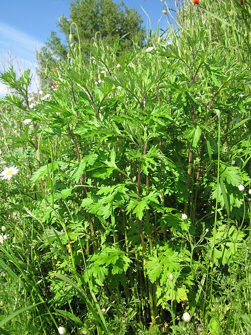 Common wormwood: Beifuß ( Artemisia vulgaris ) bei Reilingen