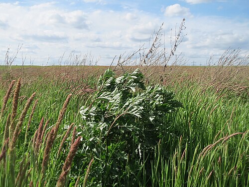 Common wormwood: Beifuß ( Artemisia vulgaris ) im Landschaftsschutzgebiet Hockenheimer Rheinbogen