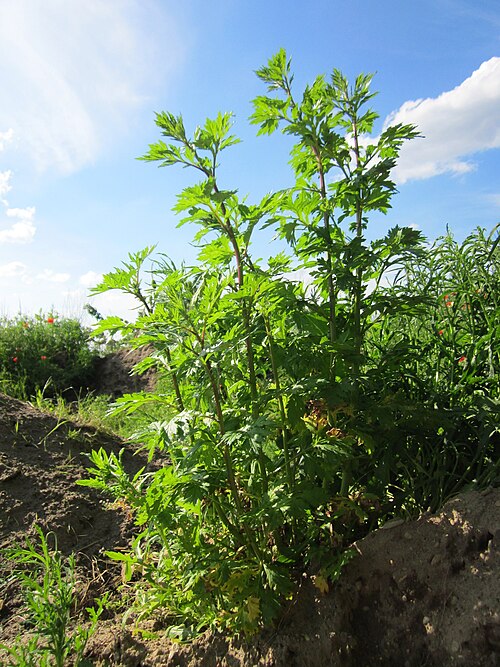 Common wormwood: Beifuß ( Artemisia vulgaris ) bei Reilingen