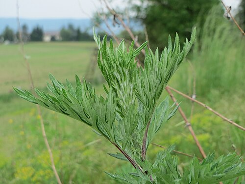 Common wormwood: Beifuß ( Artemisia vulgaris ) im Naturschutzgebiet „Oftersheimer Dünen“ (Teilgebiet „Am Golfplatz“), Oftersheim