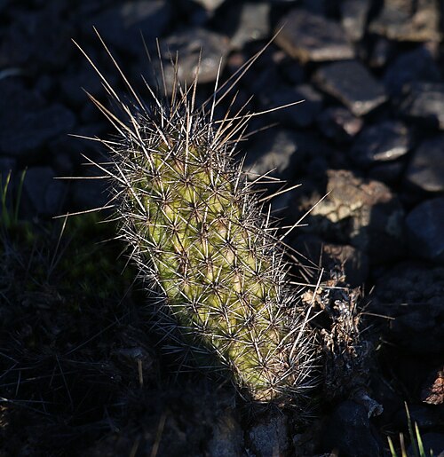 Cactus: Arthrocereus glaziovii in Brazil
