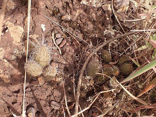 Cactus: Arthrocereus glaziovii in Brazil
