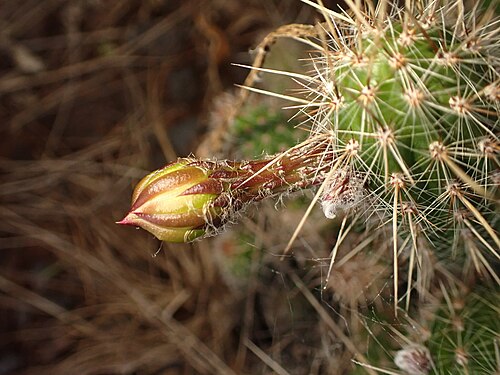 Cactus: Arthrocereus glaziovii in Brazil