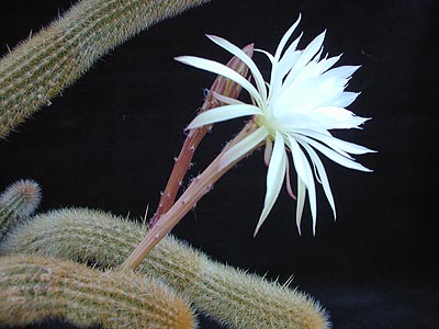 Cactus: Arthrocereus glaziovii