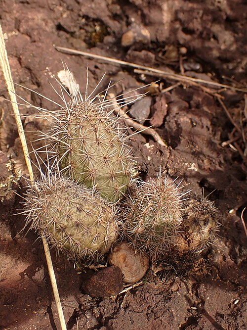 Cactus: Arthrocereus glaziovii in Brazil