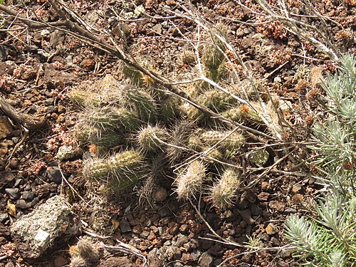 Cactus: Arthrocereus glaziovii in Brazil