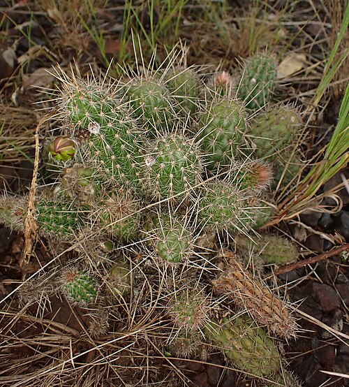 Cactus: Arthrocereus glaziovii in Brazil