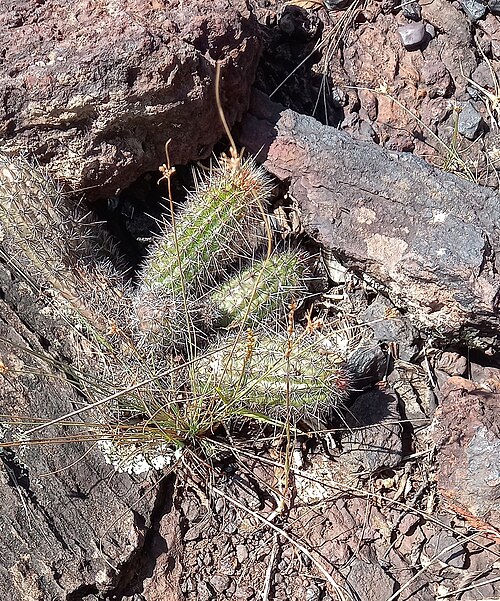 Cactus: Arthrocereus glaziovii in Brazil