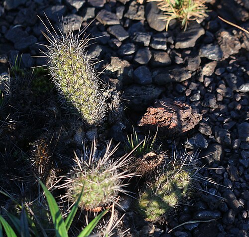 Cactus: Arthrocereus glaziovii in Brazil