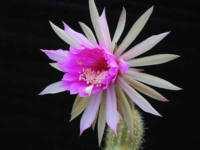 Cactus: Arthrocereus rondonianus