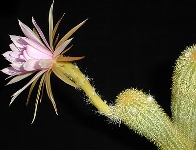 Cactus: Arthrocereus rondonianus