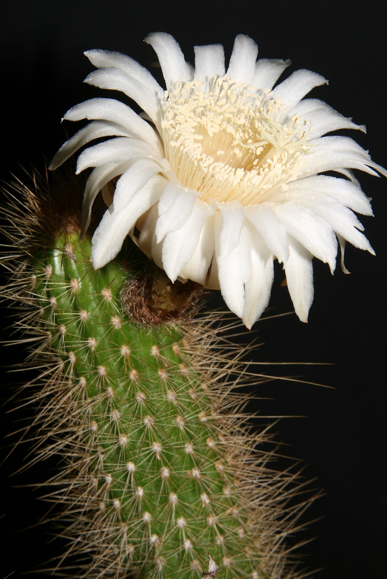 Arthrocereus spinosissimus: Plant from type habitat, Mato Grosso, Brasil