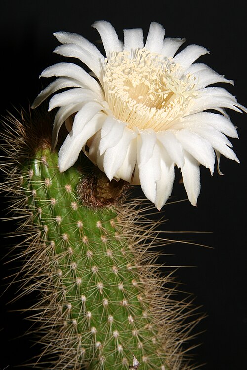 Arthrocereus spinosissimus: Plant from type habitat, Mato Grosso, Brasil