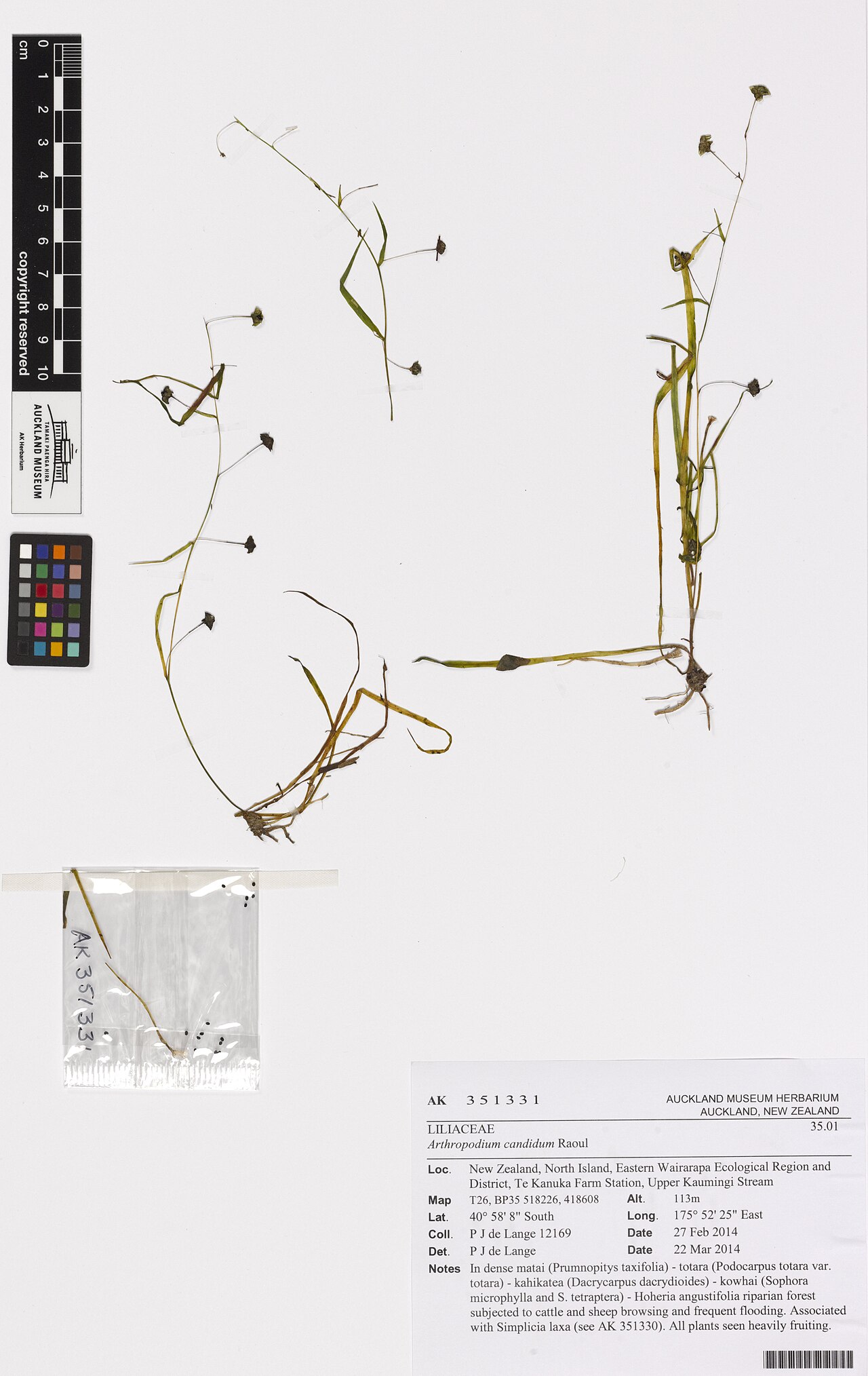 Small renga lily (Arthropodium candidum)
