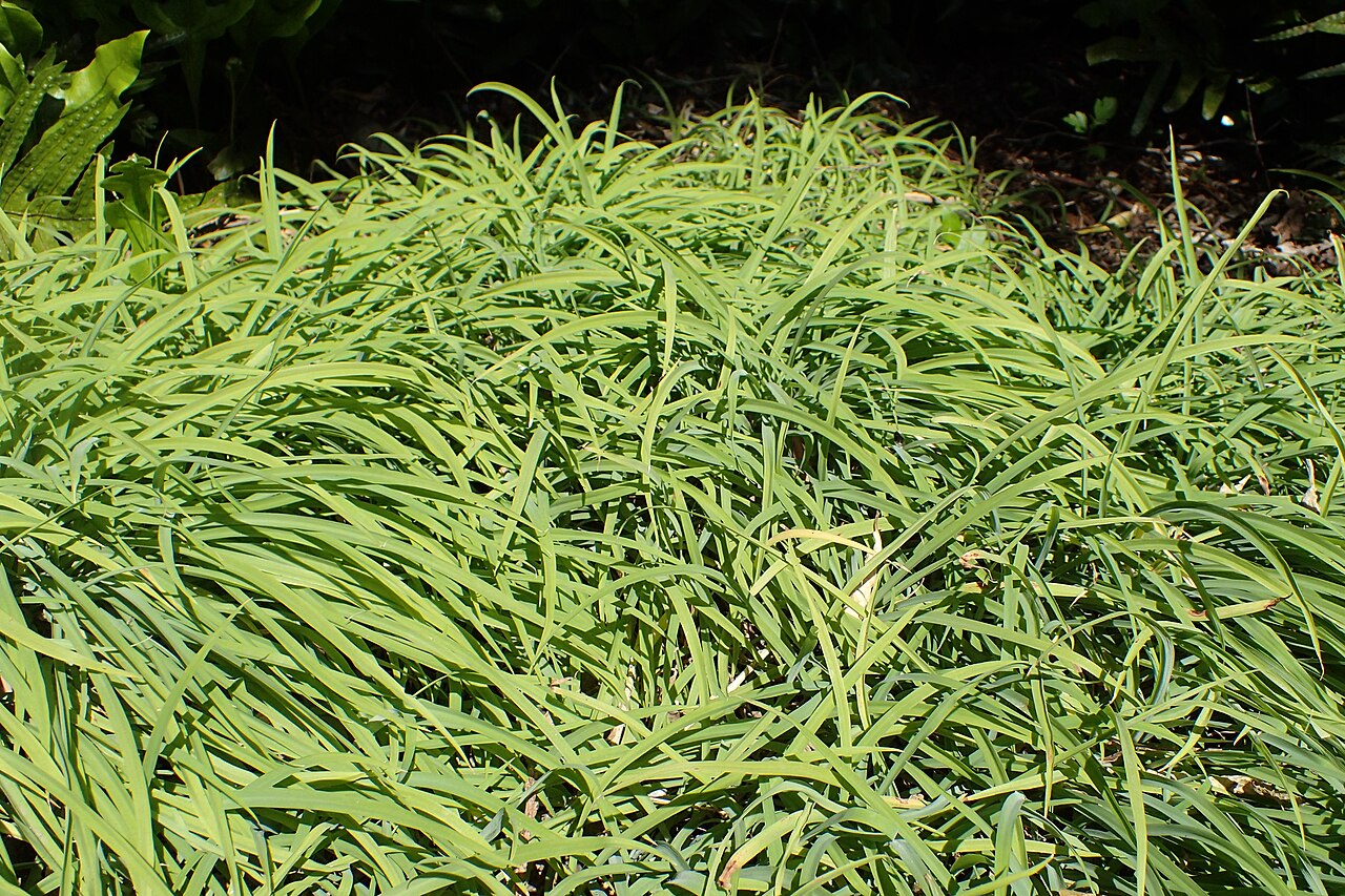 Small renga lily: Arthropodium candidum in Dunedin Botanic Garden