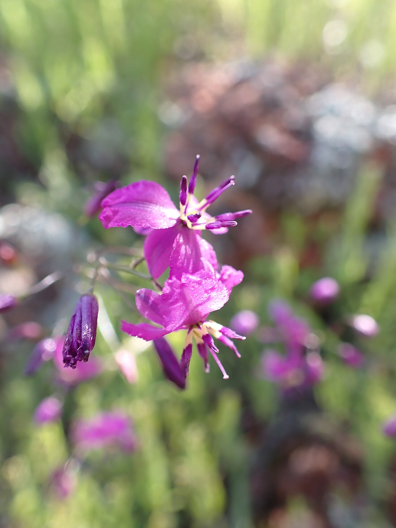 Arthropodium dyeri: Arthropodium dyeri in Australia