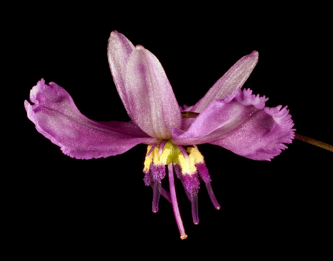 Arthropodium dyeri: KRT3393