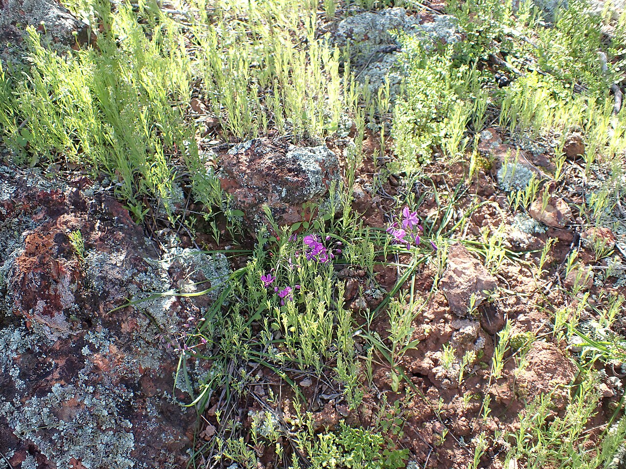Arthropodium dyeri: Arthropodium dyeri in Australia