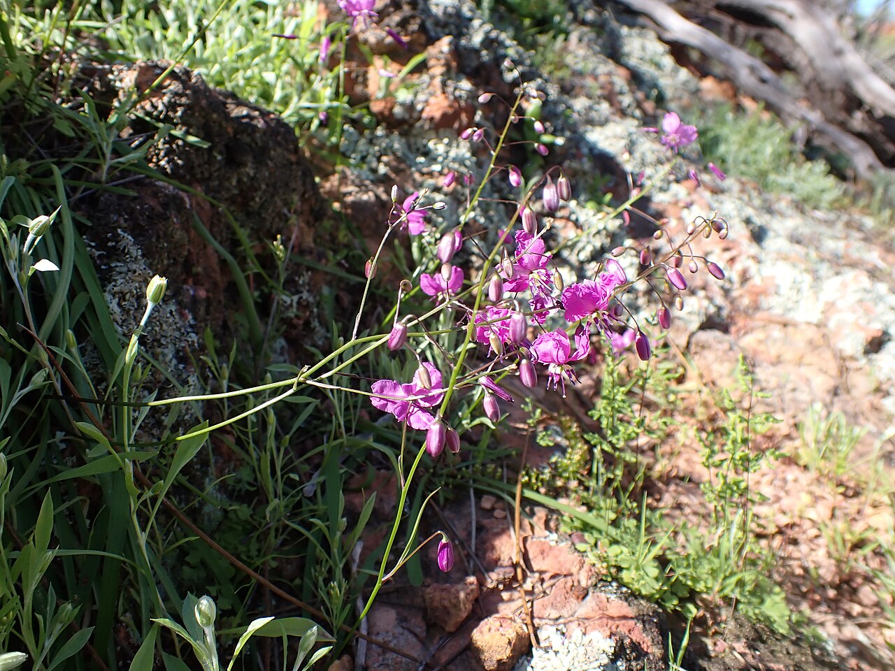 Arthropodium dyeri: Arthropodium dyeri in Australia
