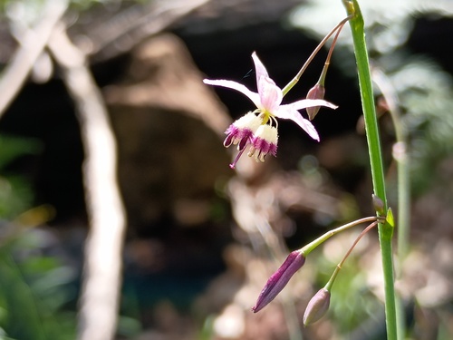 Arthropodium milleflorum (Arthropodium milleflorum)