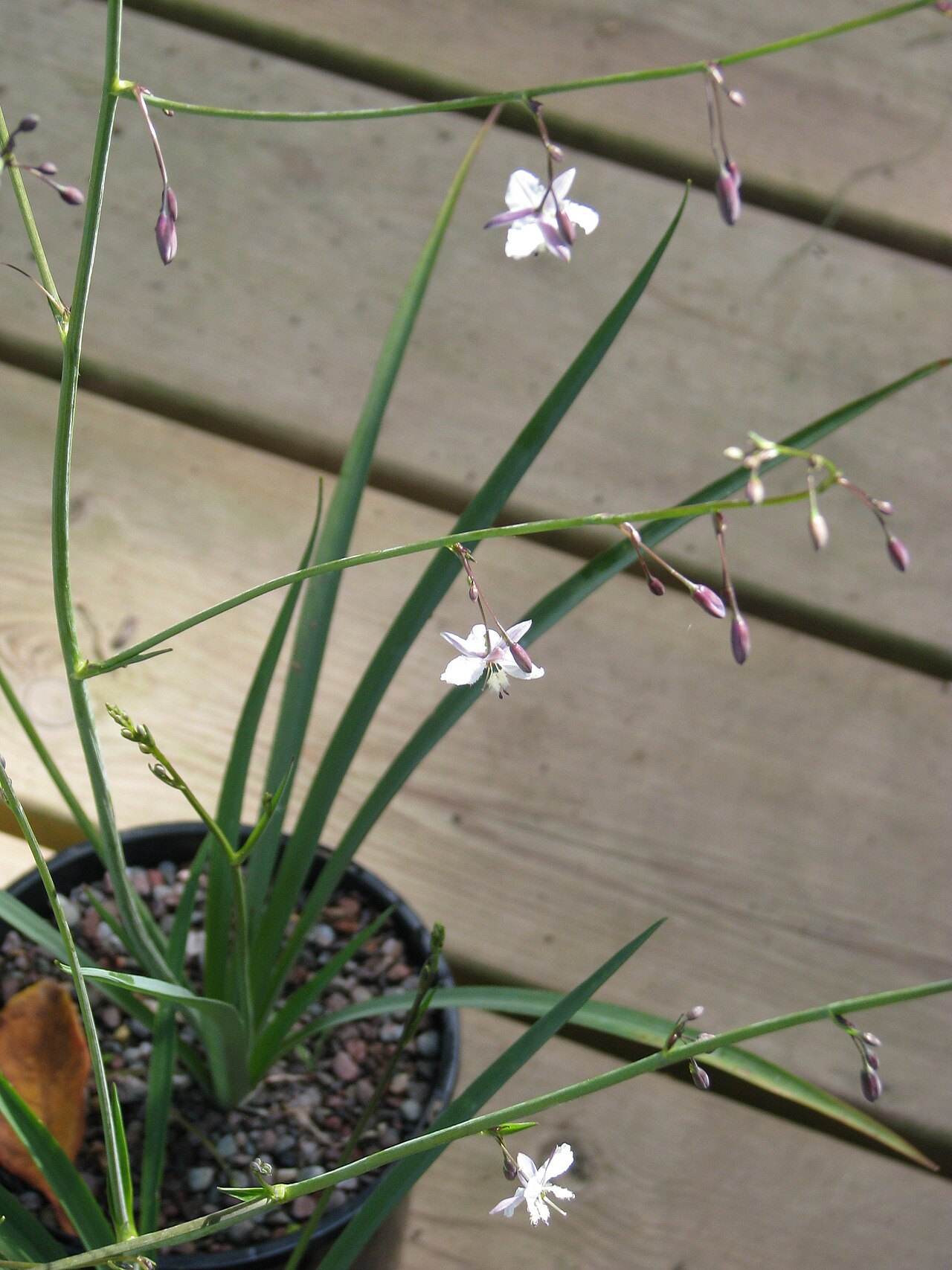Arthropodium milleflorum: An extremely pretty and understated Australian monocot