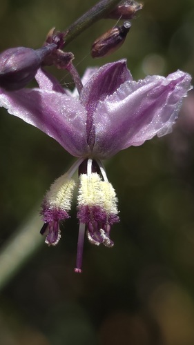 Arthropodium milleflorum (Arthropodium milleflorum)
