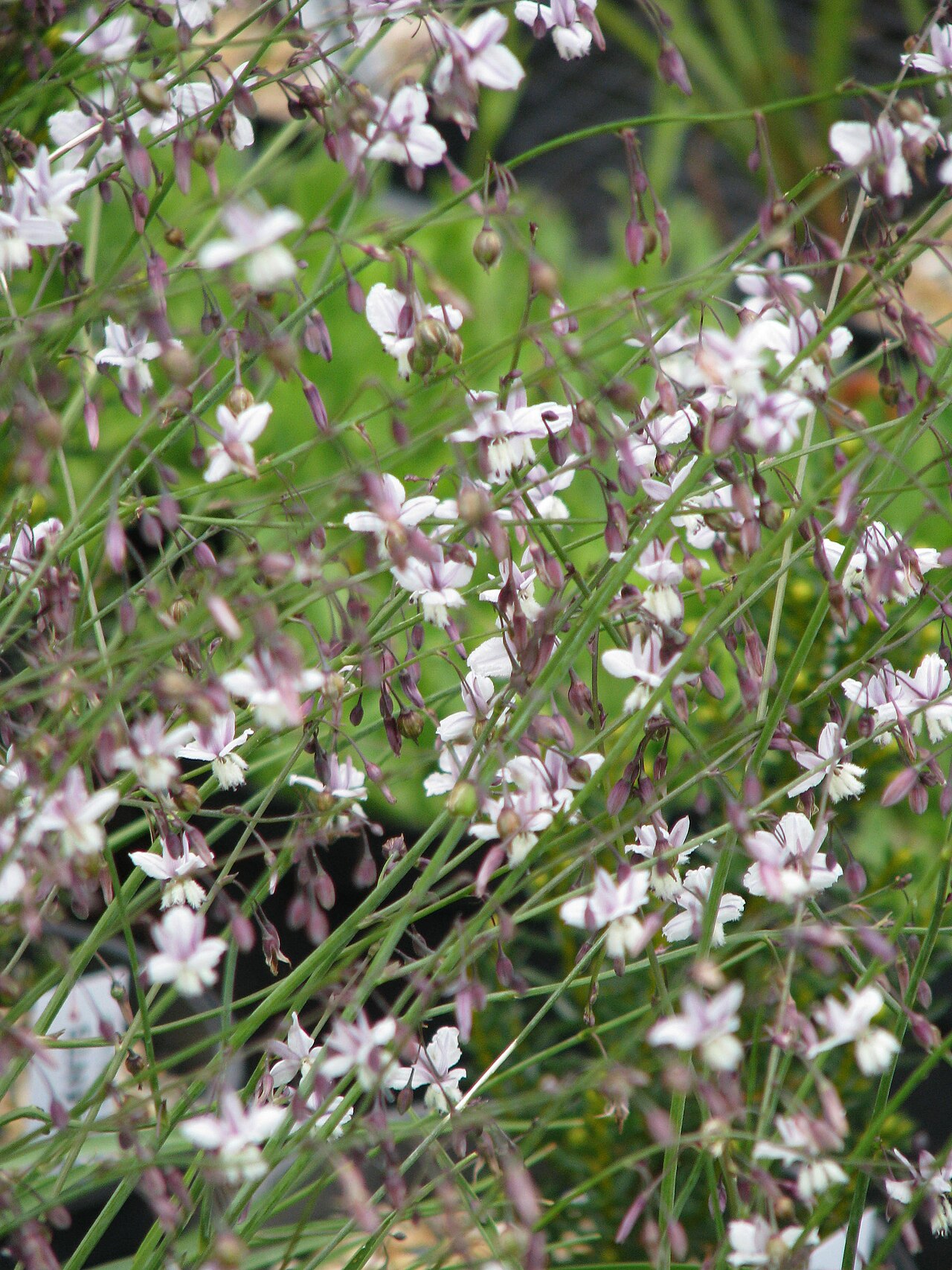 Arthropodium milleflorum: Arthropodium milleflorum