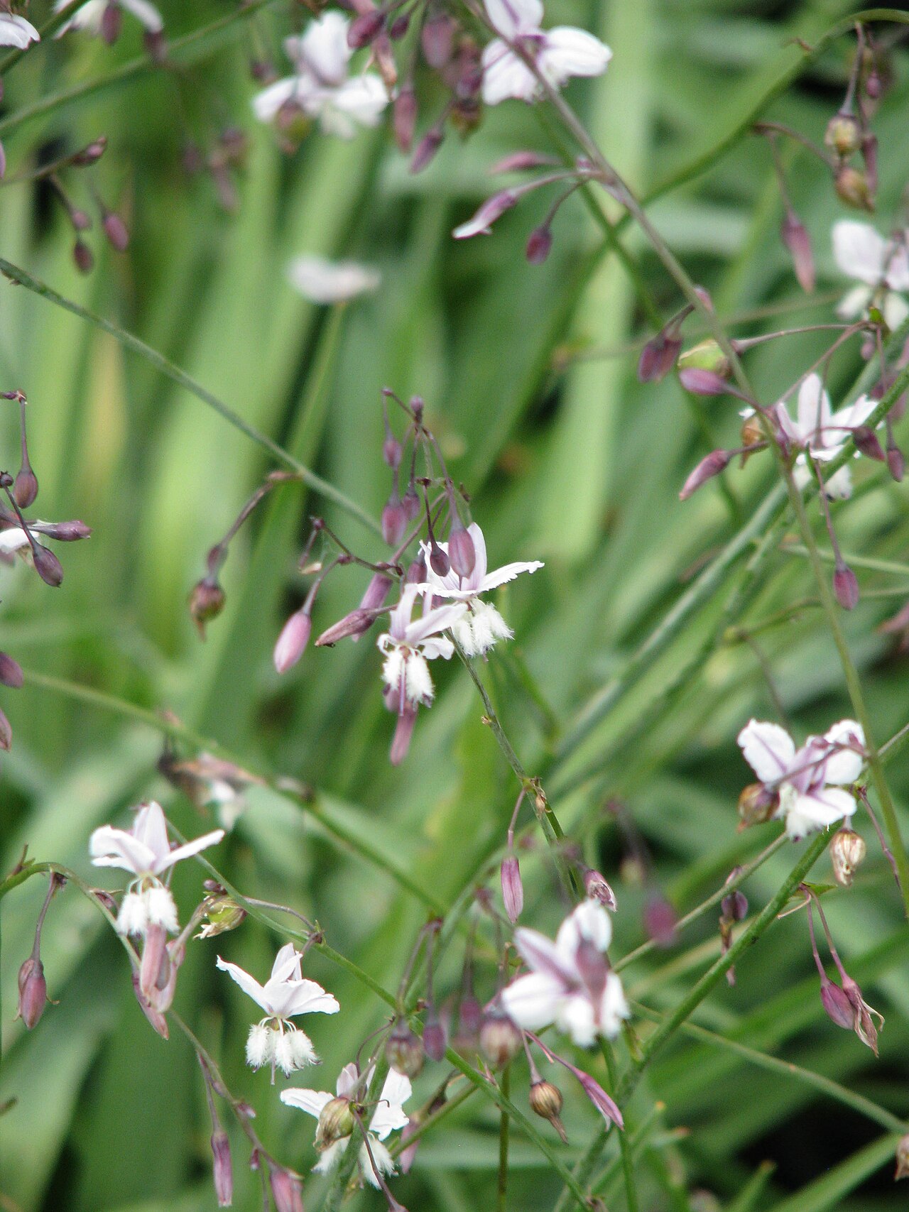 Arthropodium milleflorum: Arthropodium milleflorum