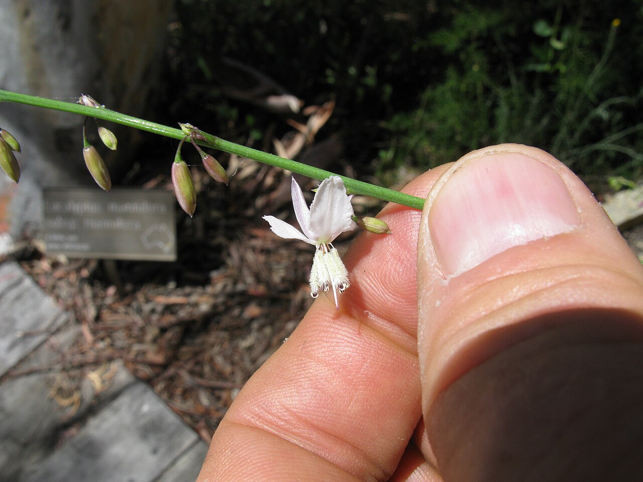 Arthropodium milleflorum: Native, warm season, perennial herb with tubers ellipsoidal and 2–3 cm long. Leaves (1–17) are 3–60 cm long, 1–17 mm wide, ± erect and usually glaucous. Flowerh