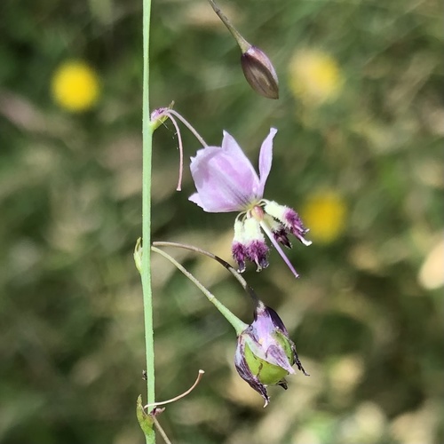 Arthropodium milleflorum (Arthropodium milleflorum)