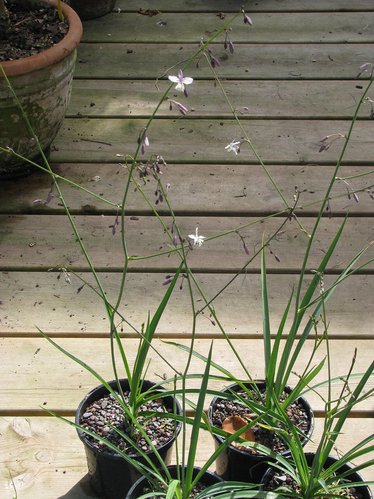 Arthropodium milleflorum: Arthropodium milleflorum