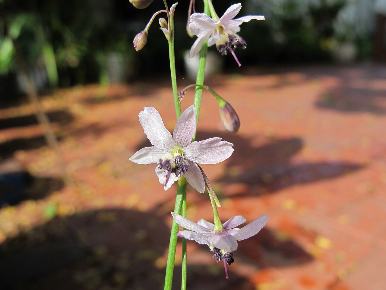 Arthropodium milleflorum: Arthropodium milleflorum - Pale Vanilla Lily