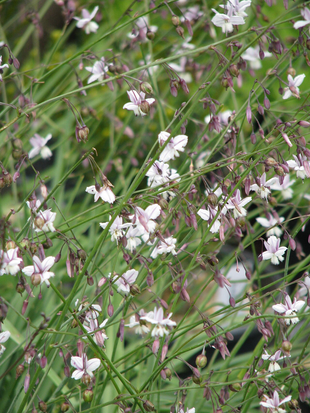 Arthropodium milleflorum: Arthropodium milleflorum