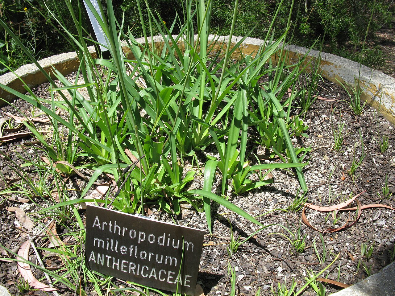Arthropodium milleflorum: Native, warm season, perennial herb with tubers ellipsoidal and 2–3 cm long. Leaves (1–17) are 3–60 cm long, 1–17 mm wide, ± erect and usually glaucous. Flowerh