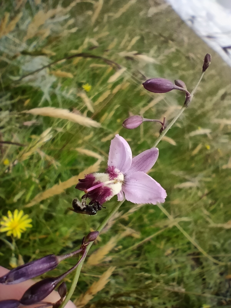 Arthropodium milleflorum (Arthropodium milleflorum)