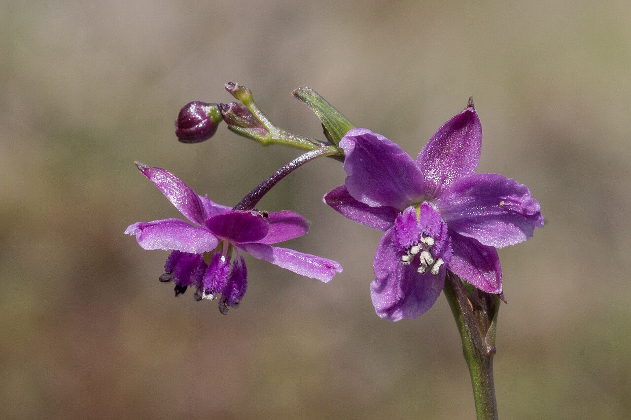 Arthropodium minus: Flower