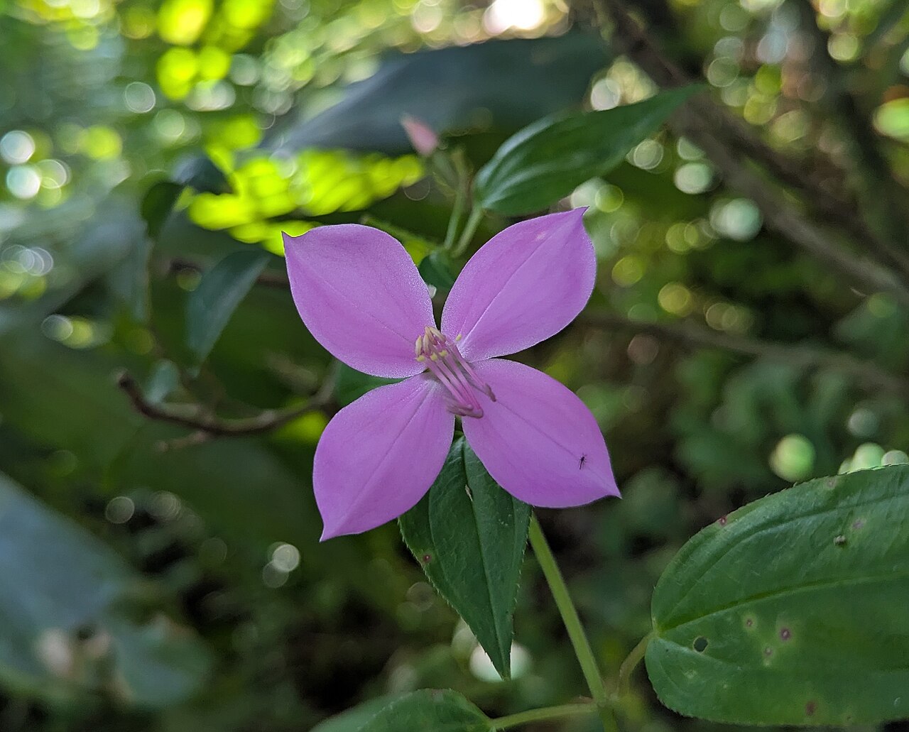 Pinkfringe: Pinkfringe (Arthrostemma ciliatum) Observer cjziems Date December 29, 2025 08:55 AM AST Place 8624+9P5, Río Grande 00745, Puerto Rico (Google, OSM) Photo 604178