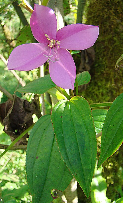 Pinkfringe: A vine, native to the Caribbean and western Neotropics, and known as Pink Fringe in gardening. Photo from the Jaguar Reserve, northern Nicaragua. In context at