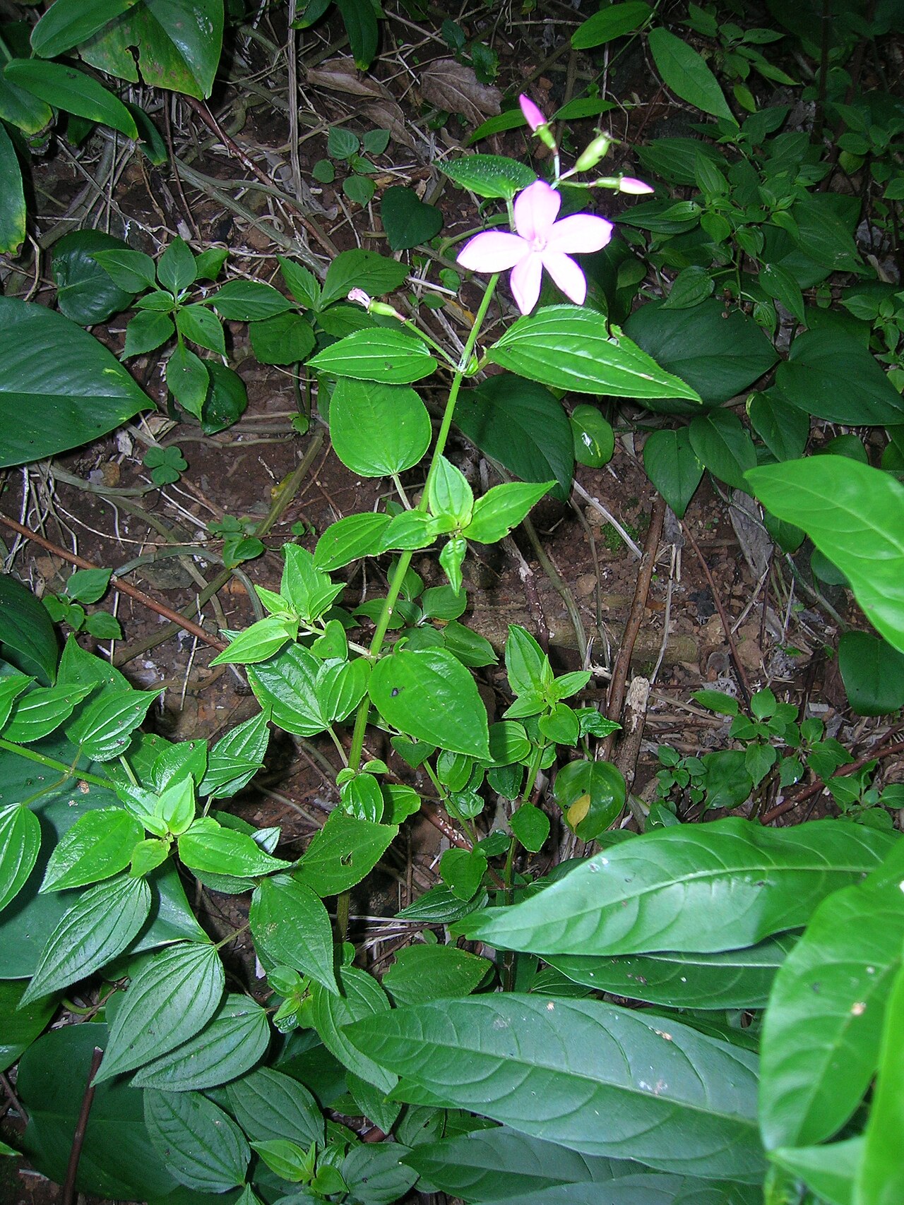 Pinkfringe: Arthrostemma ciliatum (habit). Location: Oahu, Nuuanu