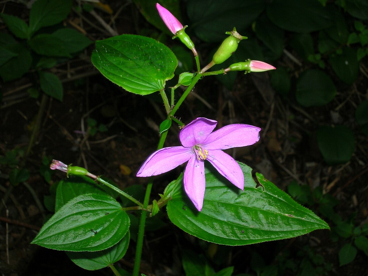 Pinkfringe: Arthrostemma ciliatum (flower). Location: Oahu, Nuuanu