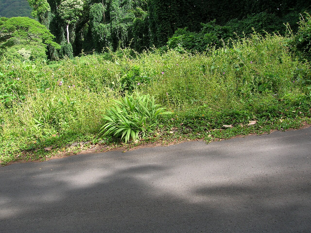 Pinkfringe: Arthrostemma ciliatum (habit). Location: Oahu, Nuuanu