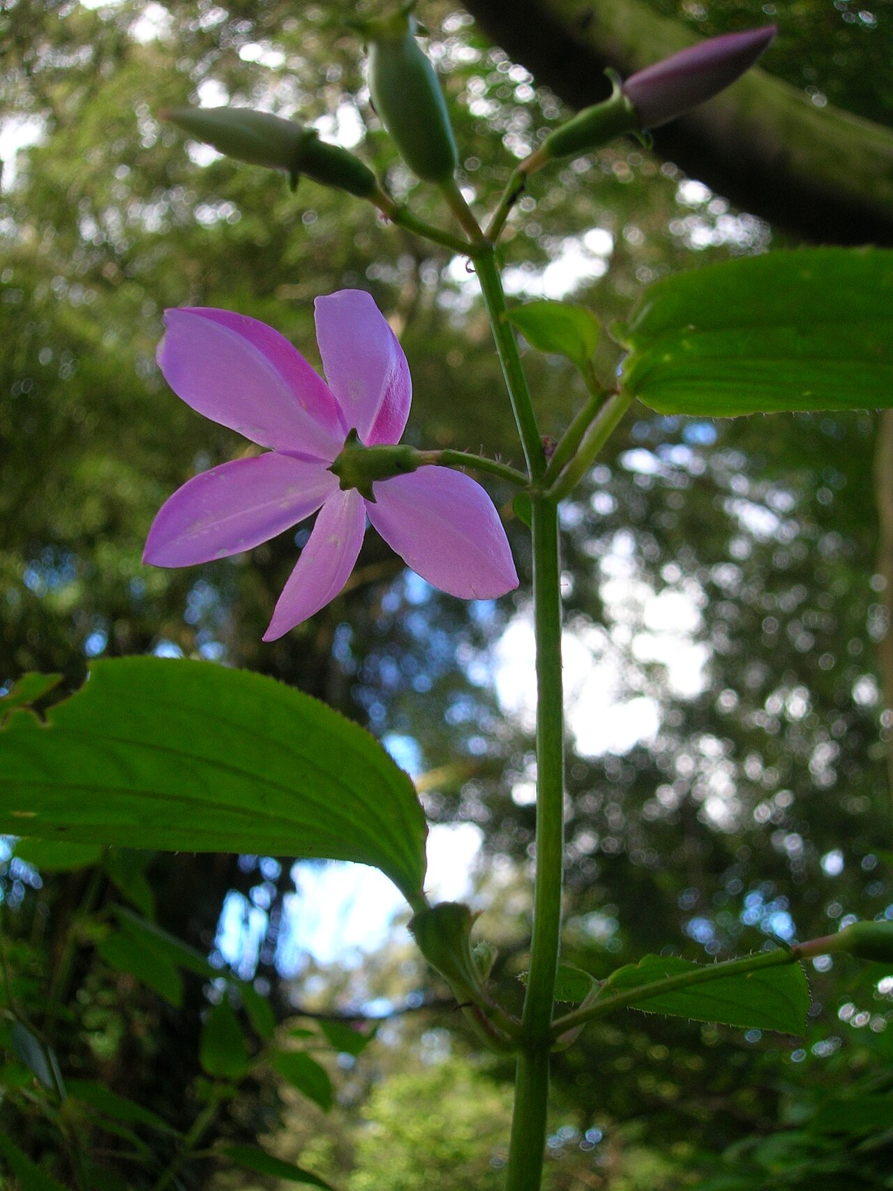 Pinkfringe: Arthrostemma ciliatum (flower). Location: Oahu, Nuuanu