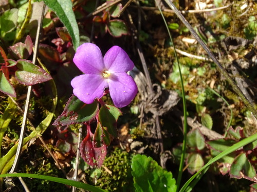Arthrostemma parvifolium (Arthrostemma parvifolium)