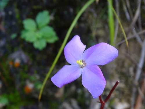 Arthrostemma parvifolium (Arthrostemma parvifolium)